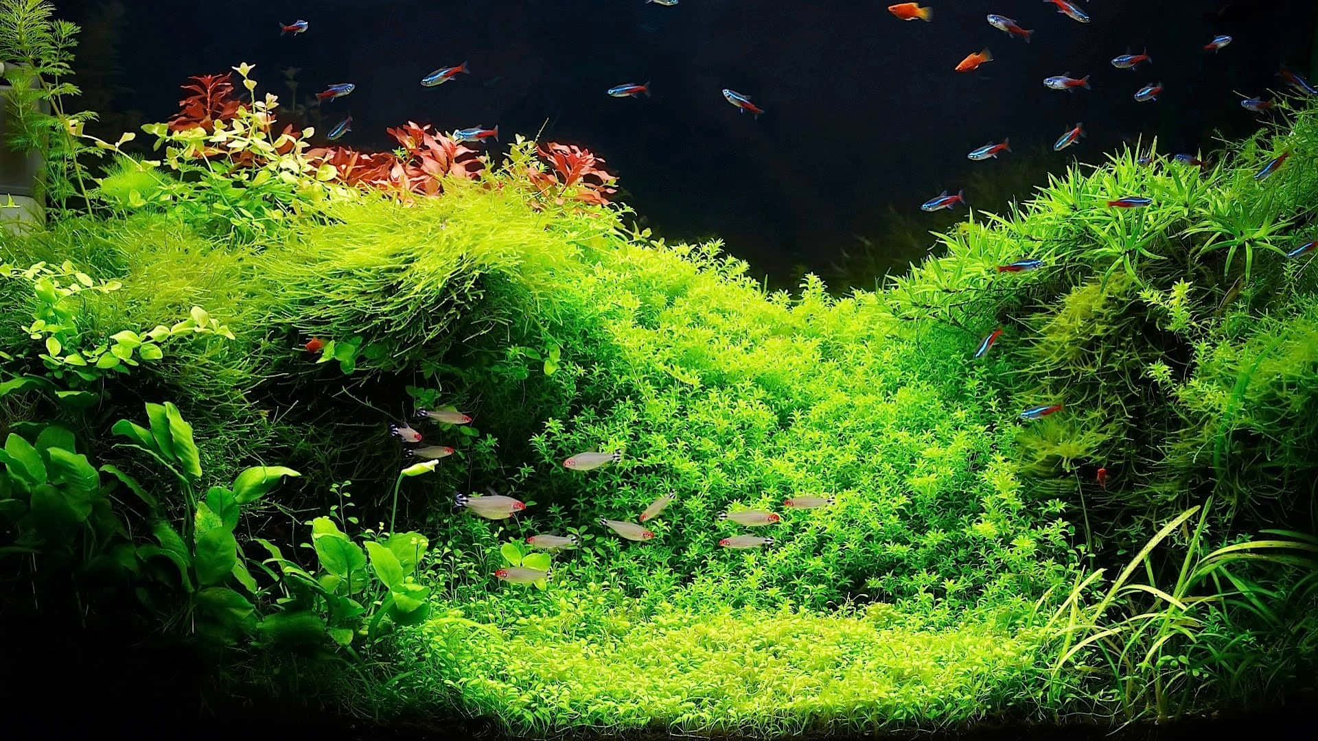 aquarium fish tank, vibrant green aquatic plants, colorful fish, Full HD Desktop Wallpaper
