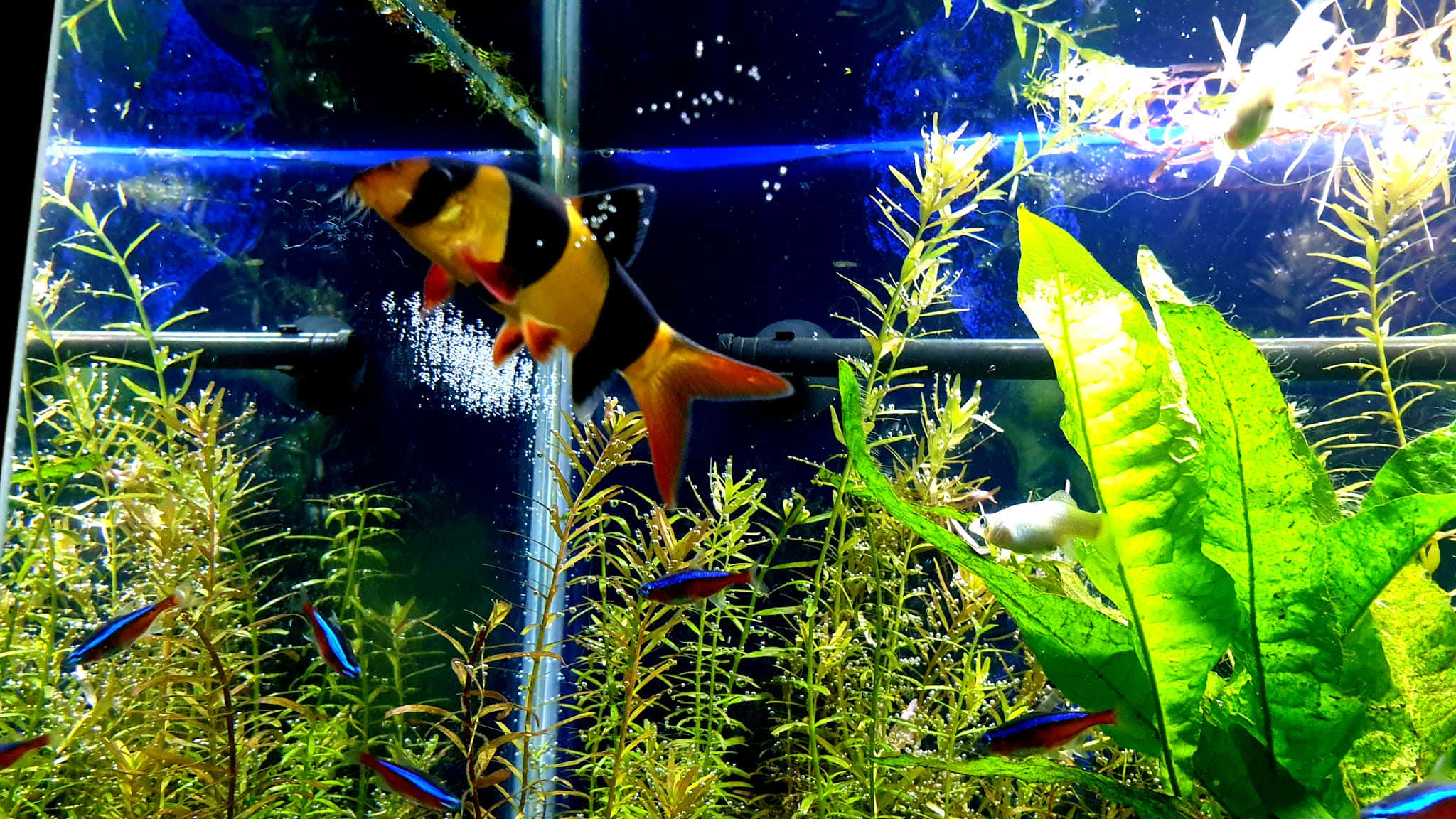 Aquarium Fish Tank, tropical fish, lush green aquatic plants, Full HD Desktop Wallpaper
