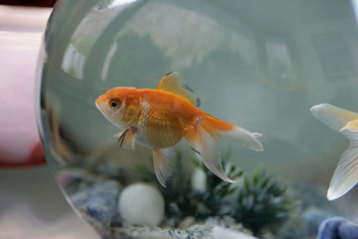 aquarium fish tank, vibrant orange goldfish, clear glass bowl, HD Desktop Wallpaper