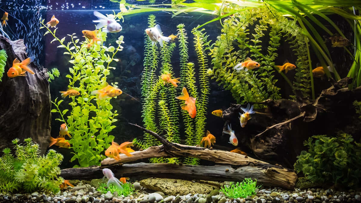 aquarium fish tank, goldfish, lush green plants, SD Desktop Wallpaper