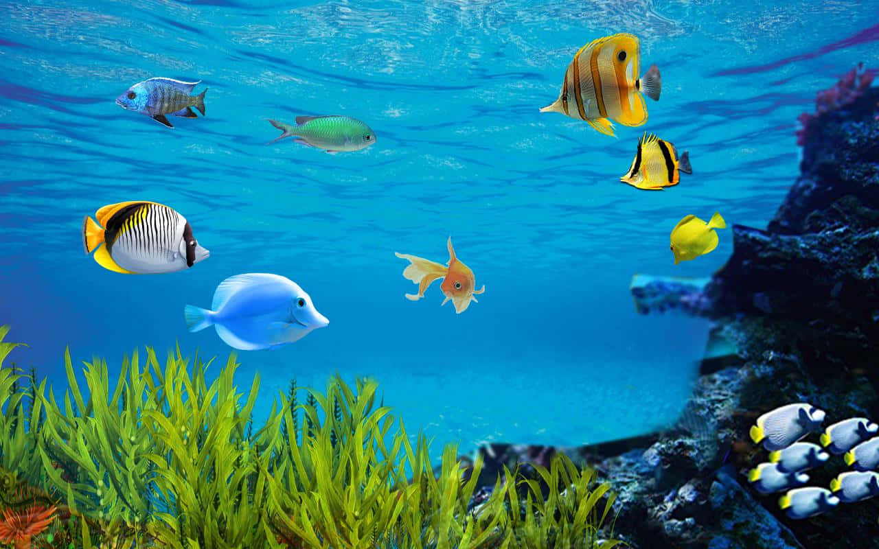 Aquarium Fish Tank, tropical fish, clear blue water, HD Desktop Wallpaper