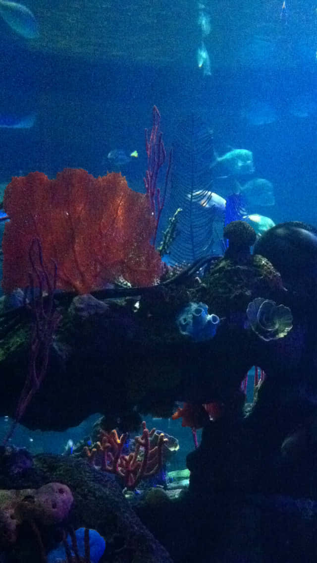 iPhone, aquarium, vibrant orange coral, SD Phone Wallpaper