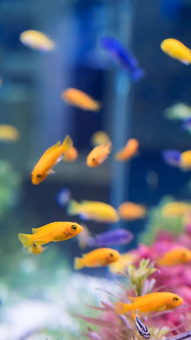 iPhone, aquarium, orange fish, HD Phone Wallpaper