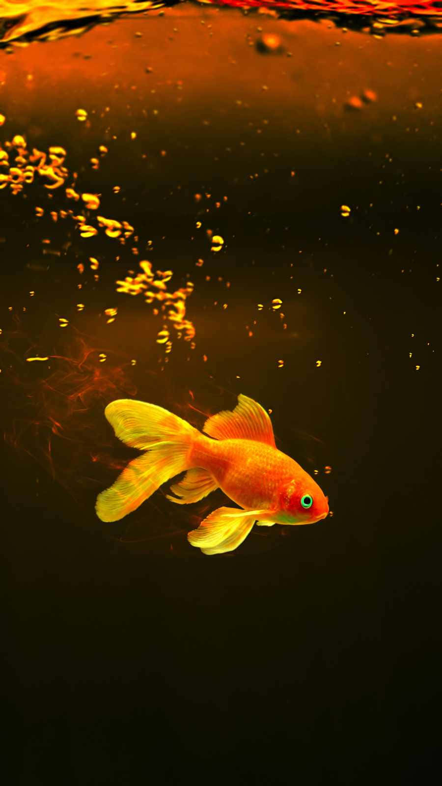 aquarium iPhone, orange goldfish, golden bubbles, HD Phone Wallpaper
