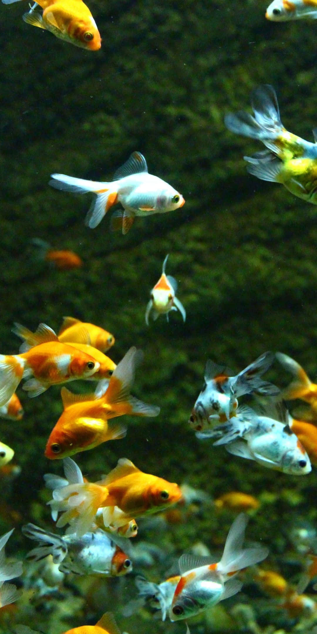 Aquarium iPhone, goldfish, orange, Full HD Phone Wallpaper