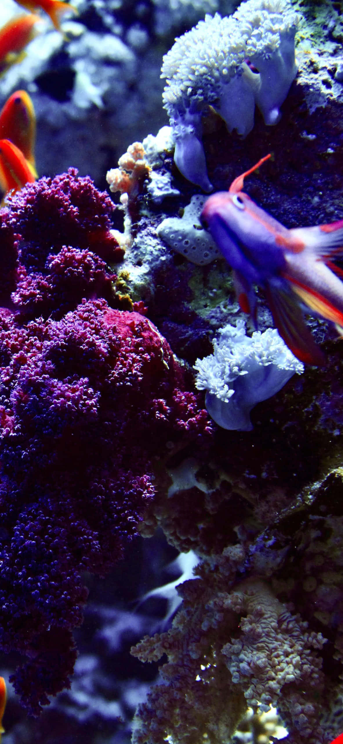 Aquarium iPhone, vibrant purple coral, colorful fish, 2K Phone Wallpaper