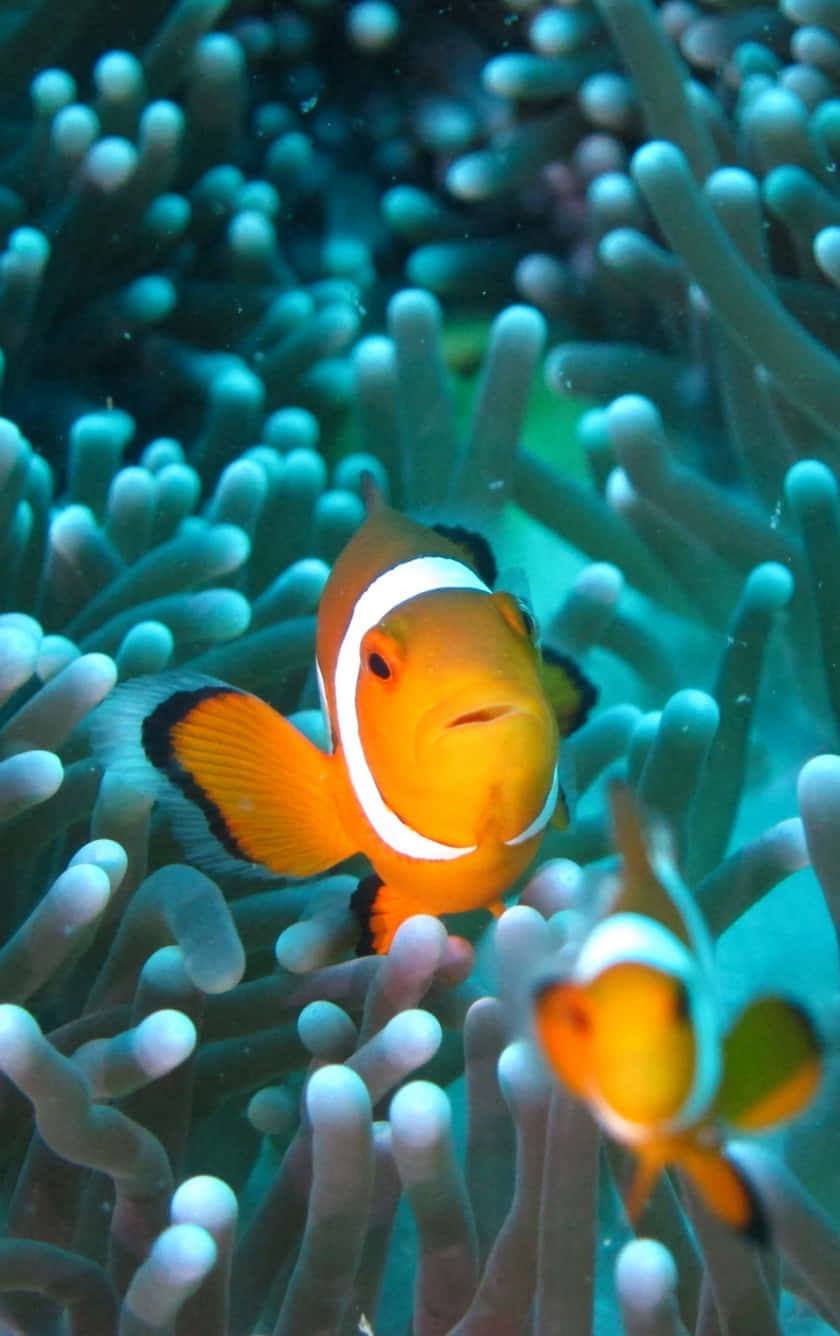 Aquarium iPhone, orange clownfish, white stripes, HD Phone Wallpaper