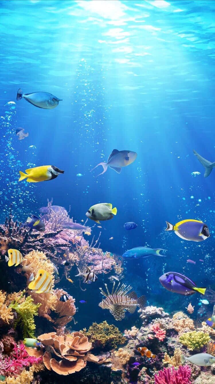 Tropical Aquarium iPhone, turquoise water, vibrant coral reef, HD Phone Wallpaper
