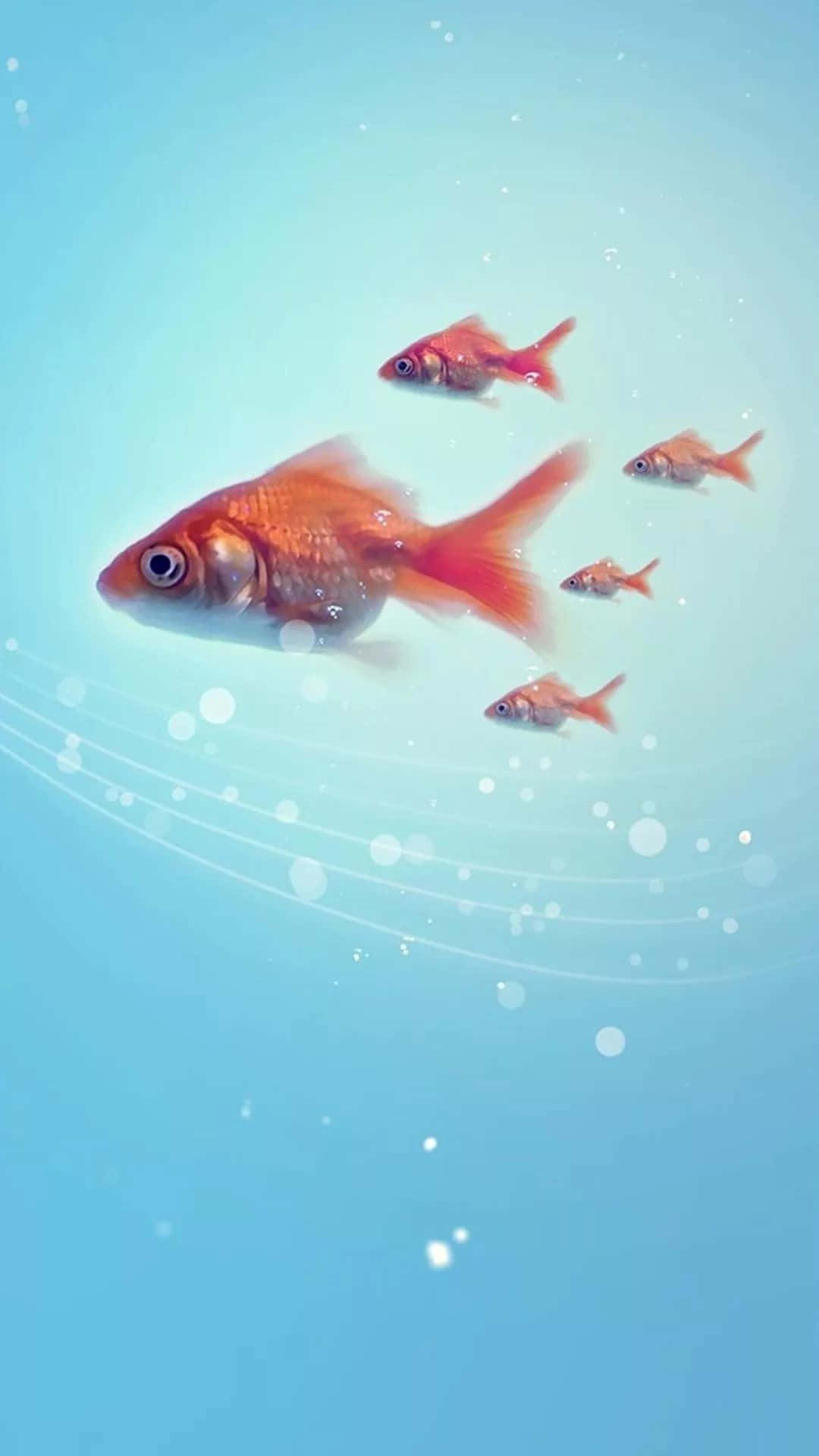 aquarium, orange goldfish, light blue aquatic environment, Full HD Phone Wallpaper