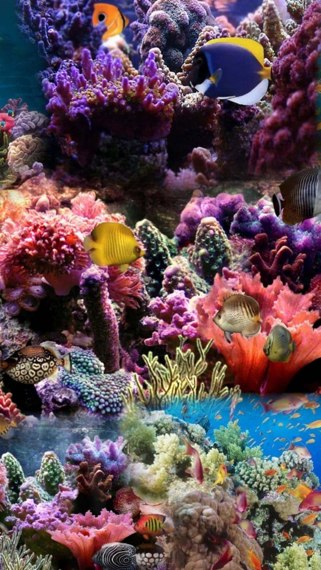 Aquarium iPhone, tropical fish, colorful coral reefs, Full HD Phone Wallpaper