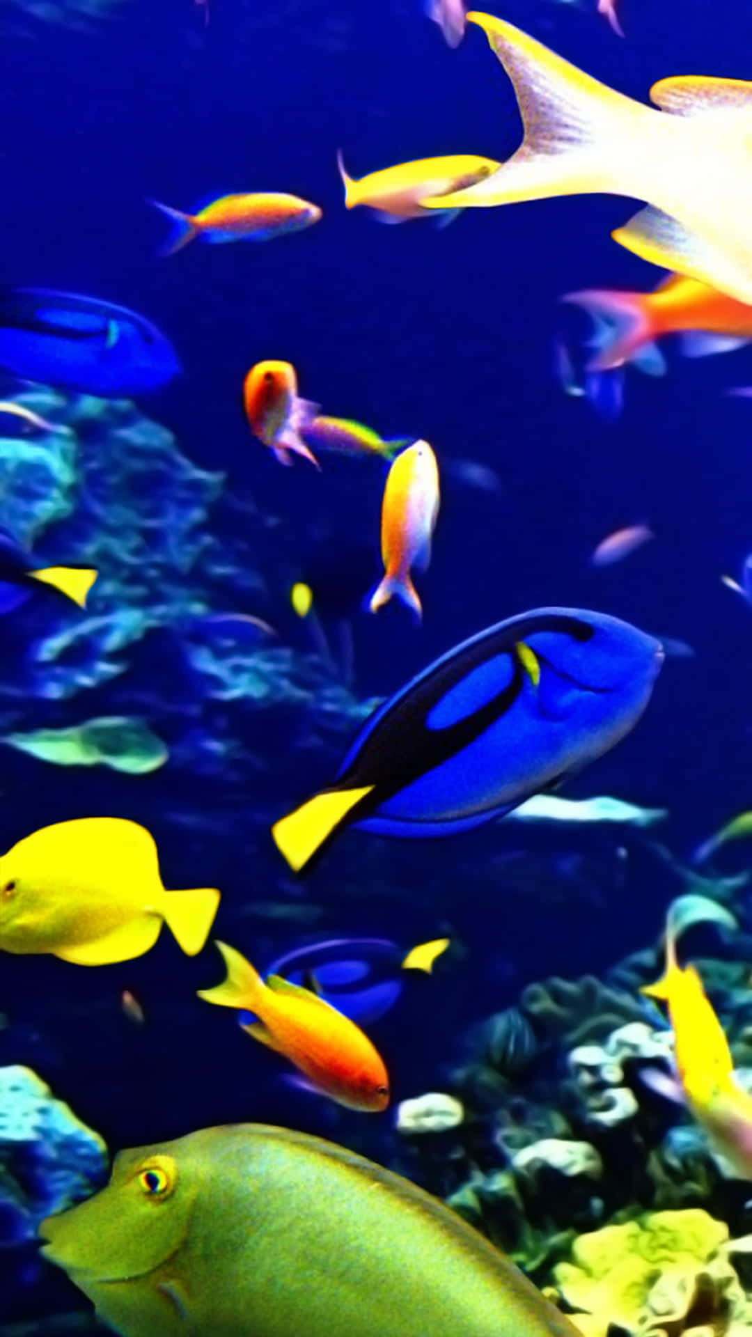 aquarium iPhone, tropical fish, deep blue coral reef, Full HD Phone Wallpaper