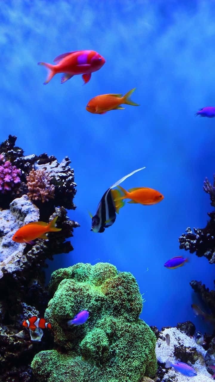 Aquarium iPhone, tropical fish, colorful coral formations, HD Phone Wallpaper