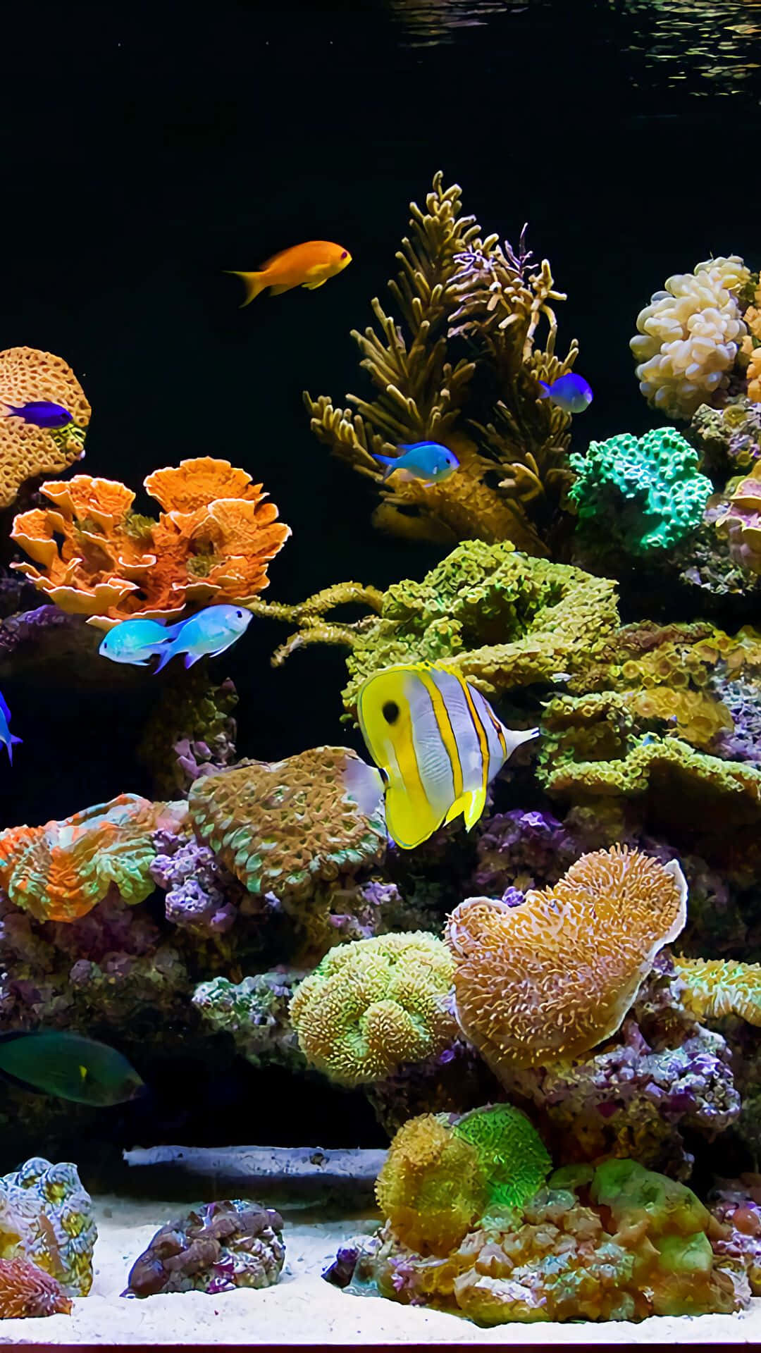 Aquarium, iPhone, tropical fish, Full HD Phone Wallpaper