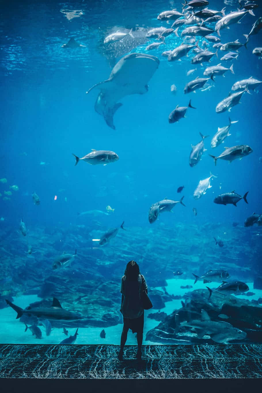 aquarium, sharks, rays, HD Phone Wallpaper