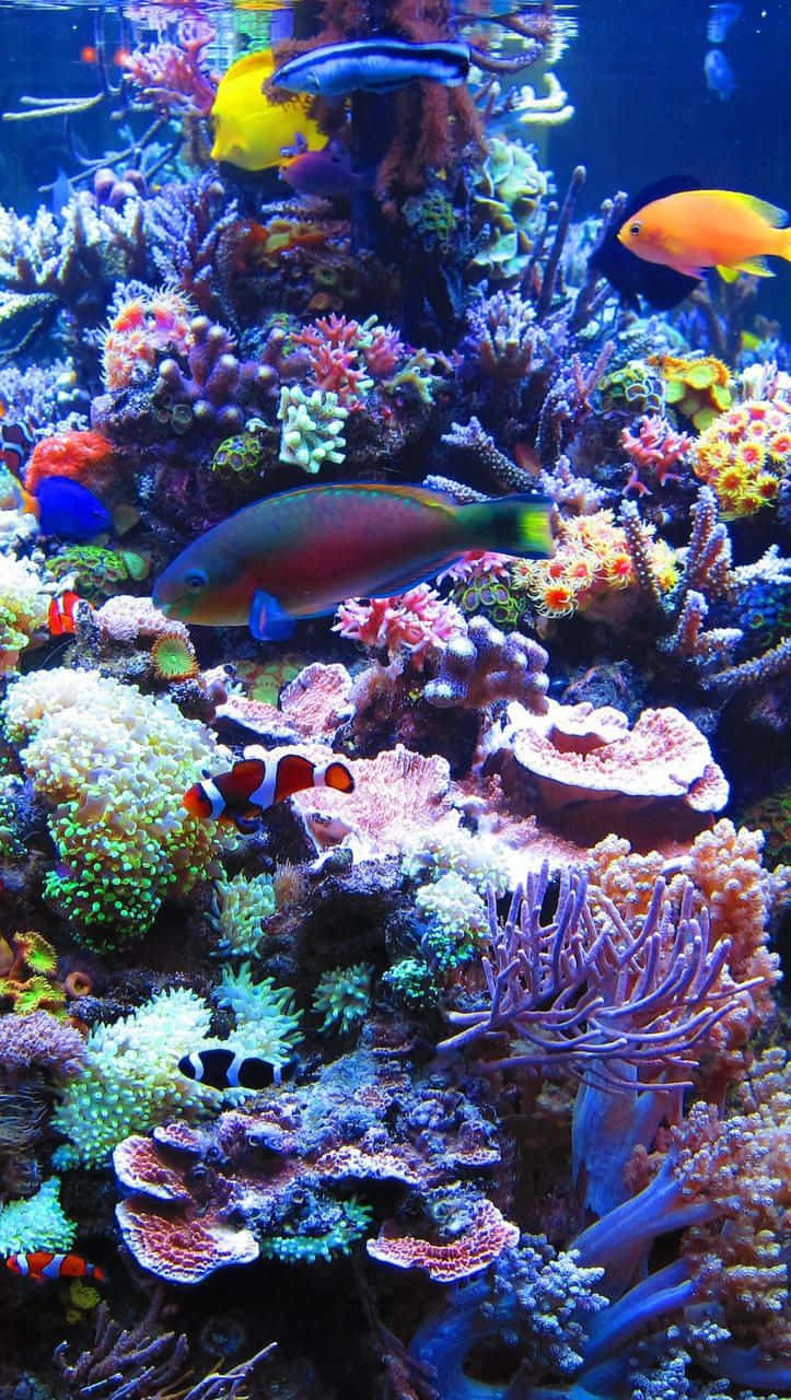 Aquarium iPhone, coral reef, clownfish, HD Phone Wallpaper