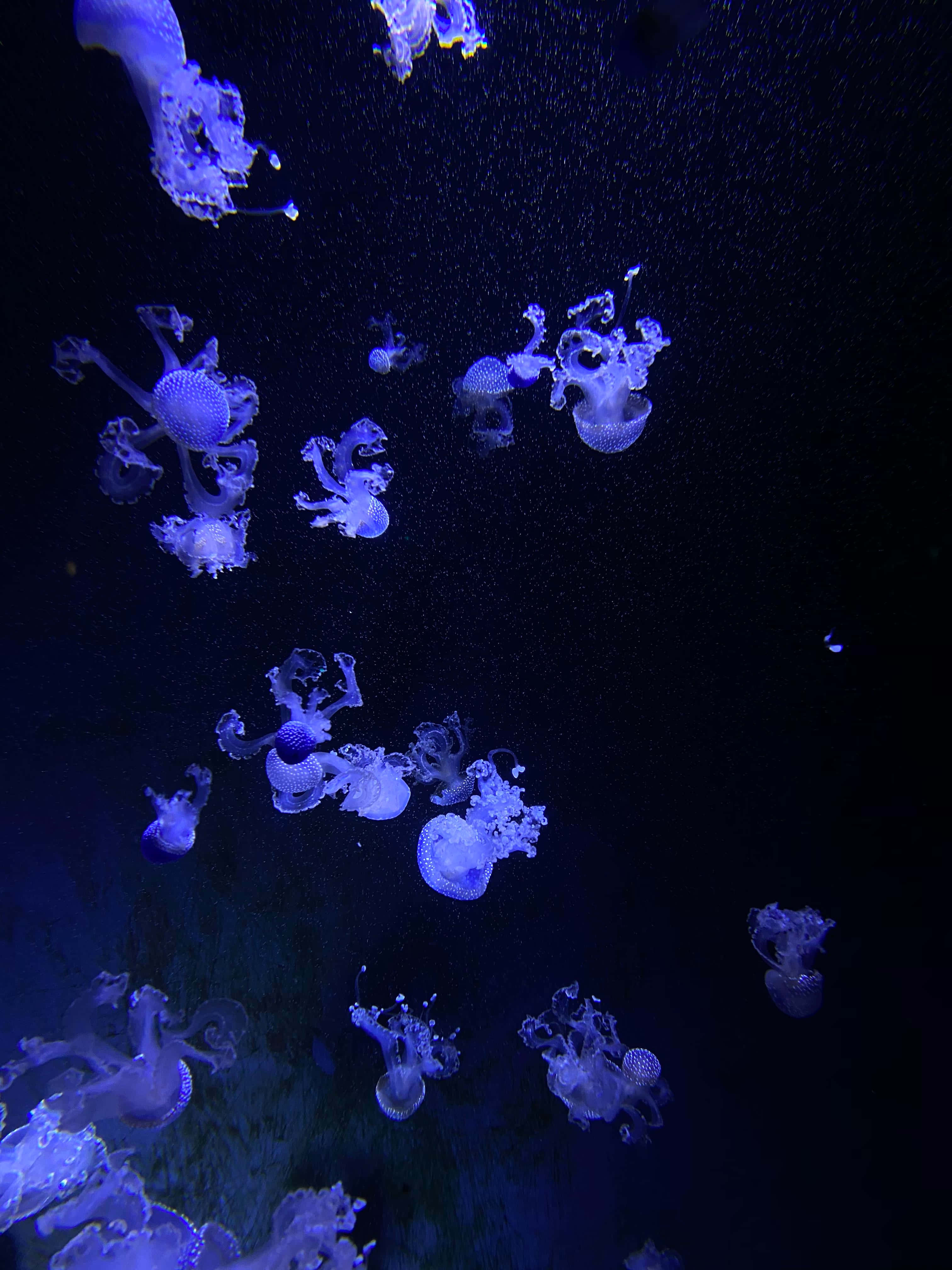 Aquarium iPhone, glowing blue jellyfish, dark water, 4K Phone Wallpaper