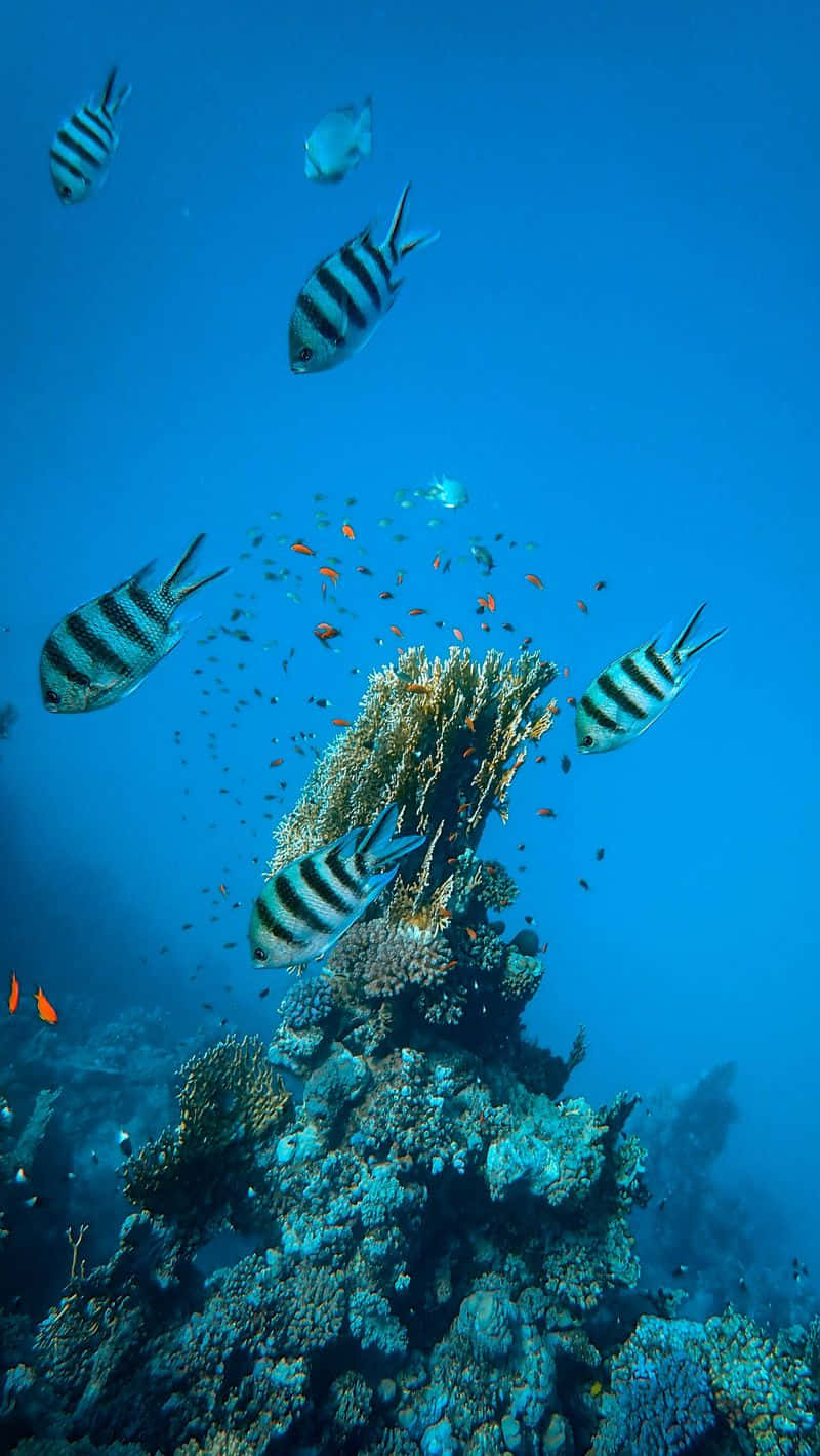 aquarium, iPhone, striped fish, HD Phone Wallpaper