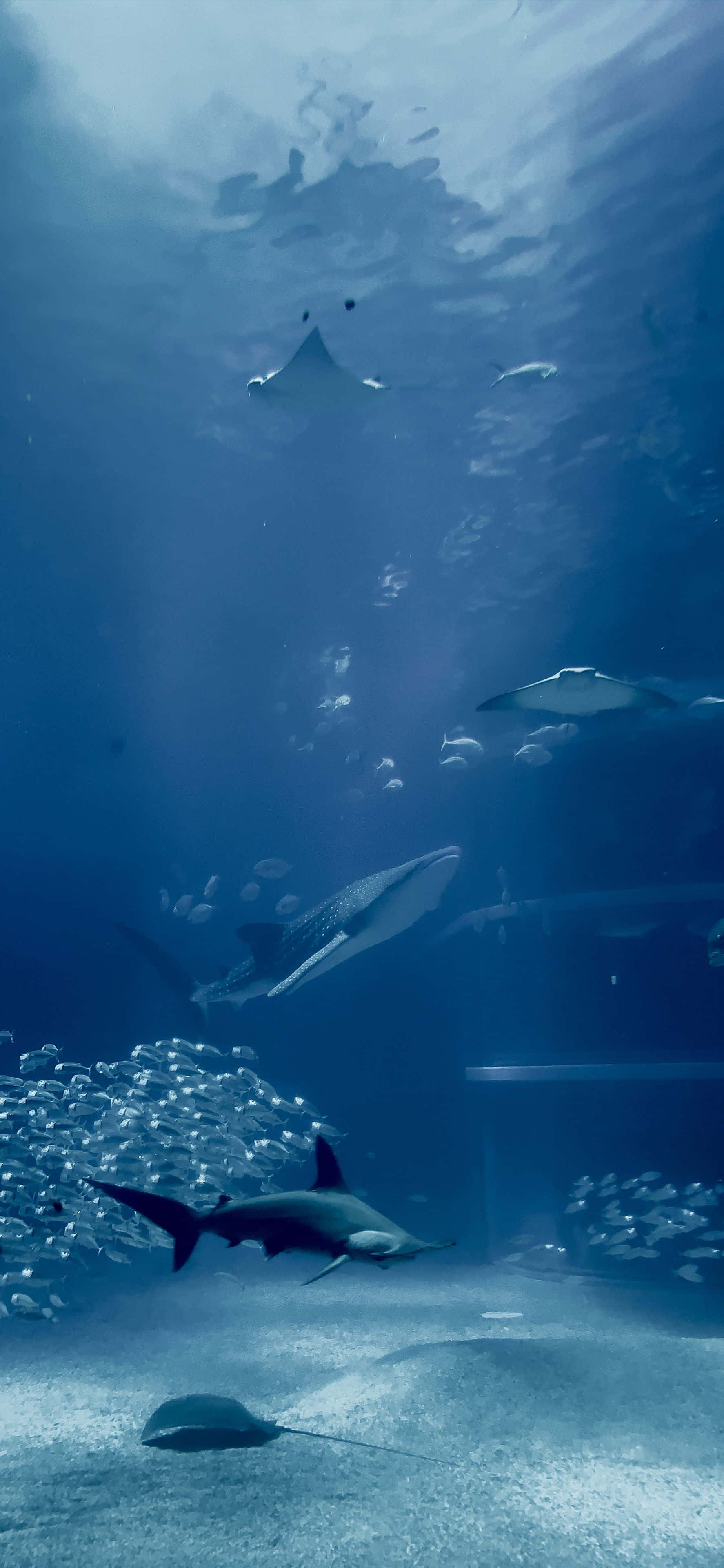 Aquarium iPhone, manta rays, sharks, 4K Phone Wallpaper