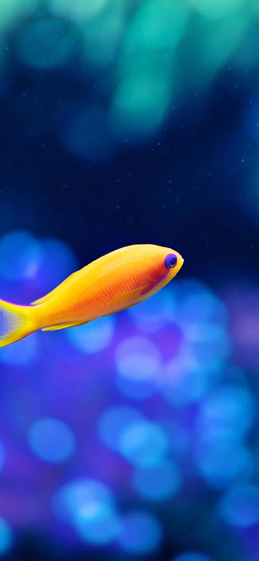 Aquarium iPhone, vibrant yellow fish, purple eye, HD Phone Wallpaper