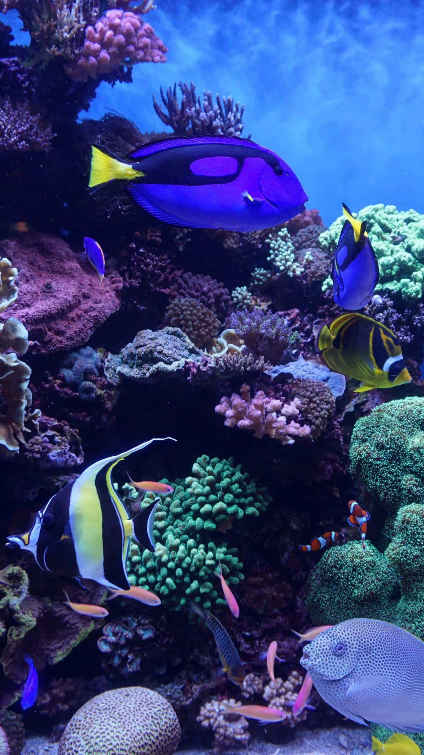 Aquarium iPhone, tropical fish, colorful coral formations, Full HD Phone Wallpaper