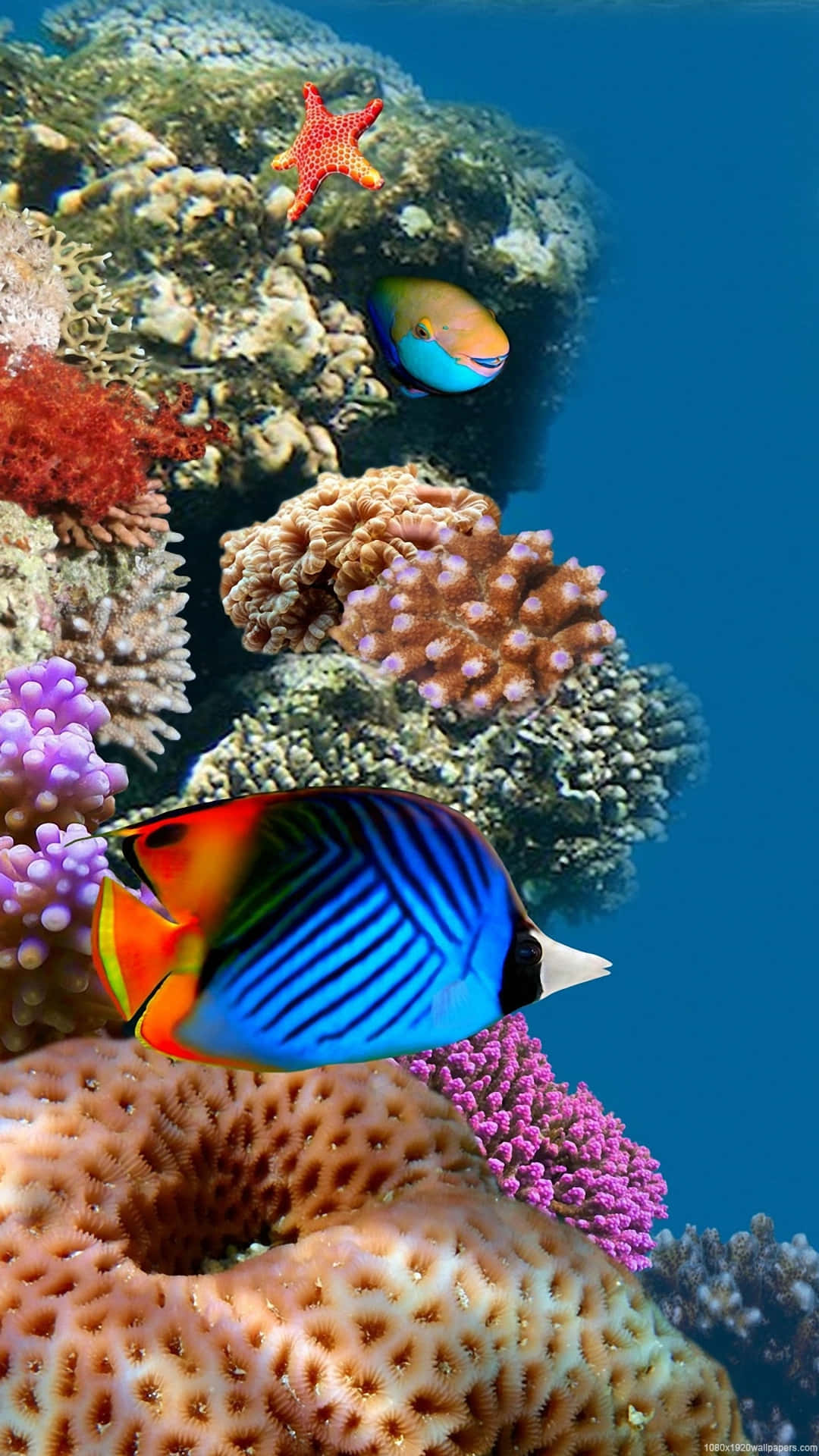 Aquarium app, tropical fish, colorful coral reefs, Full HD Phone Wallpaper