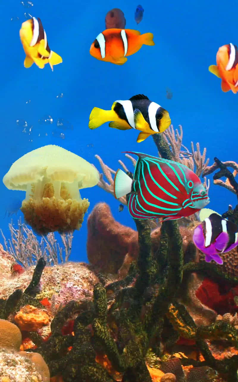 aquarium, tropical fish, colorful coral, HD Phone Wallpaper