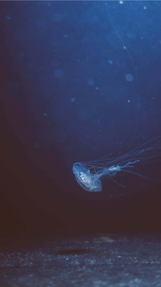jellyfish, ocean, deep blue ocean water, SD Phone Wallpaper