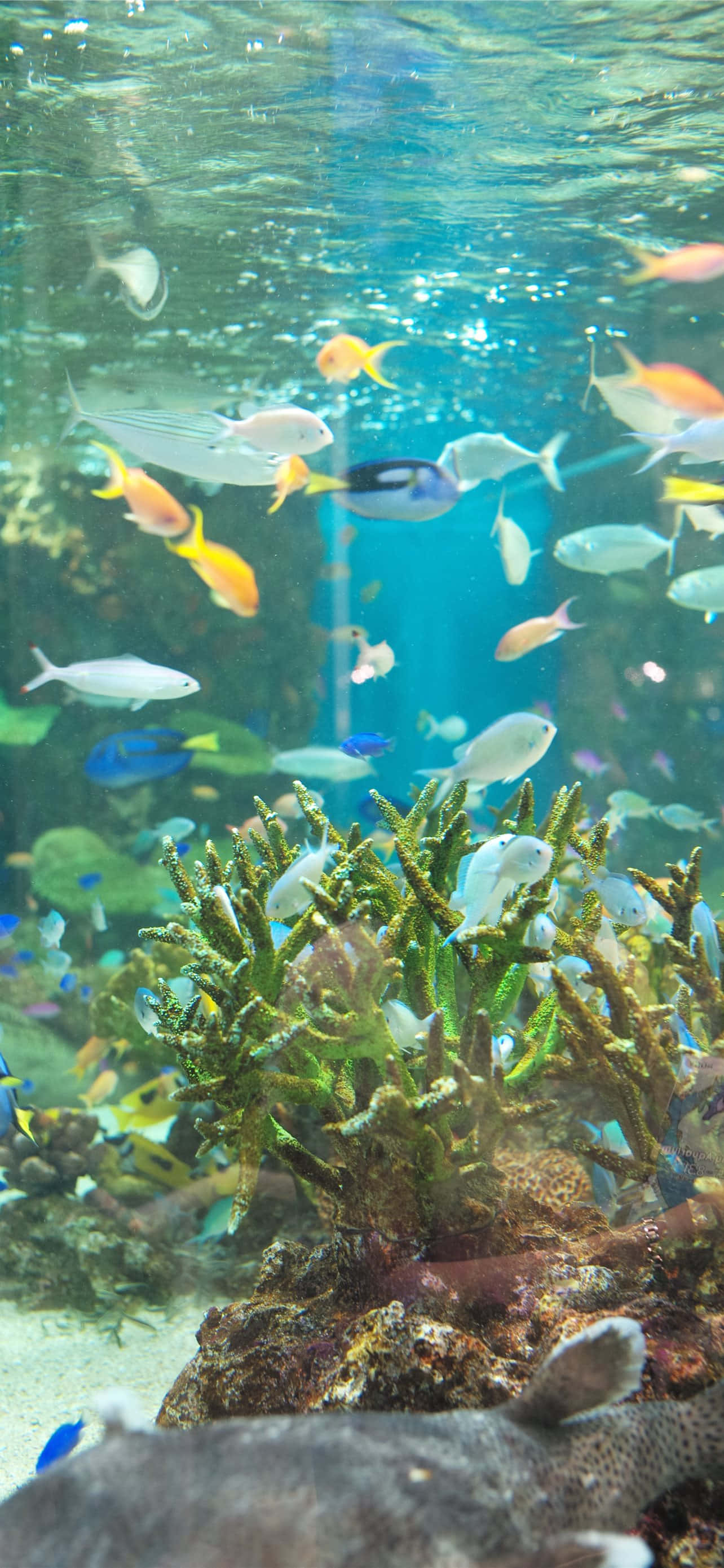 Aquarium, iPhone, tropical fish, 2K Phone Wallpaper
