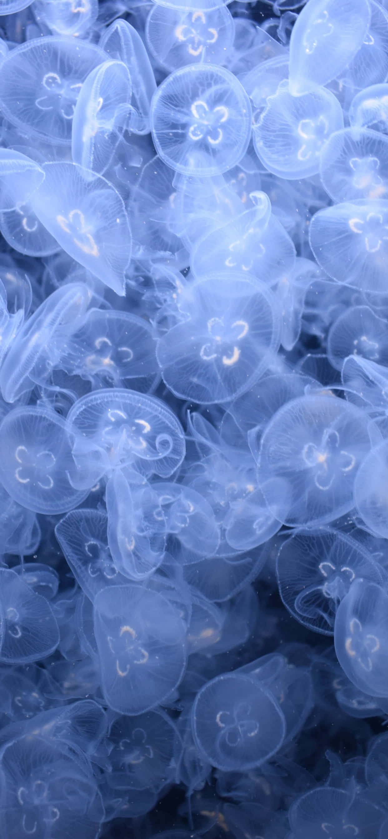 Aquarium iPhone, translucent blue jellyfish, deep ocean water, 2K Phone Wallpaper