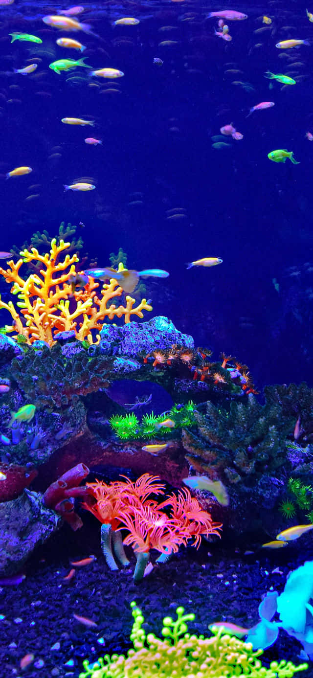 Aquarium iPhone, neon fish, glowing coral, HD Phone Wallpaper