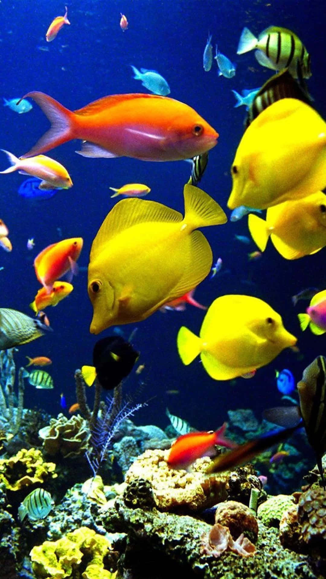Aquarium iPhone, tropical fish, coral reefs, Full HD Phone Wallpaper