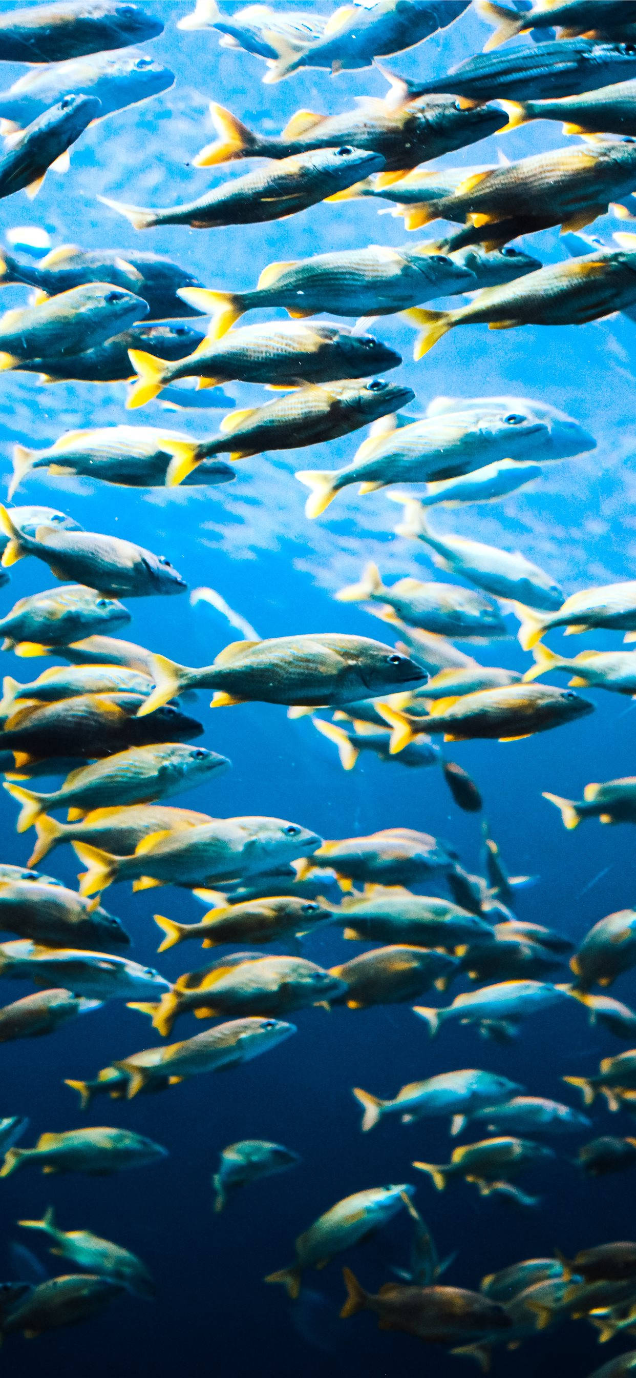 schools of fish, yellow-tailed fish, clear blue ocean water, 2K Phone Wallpaper