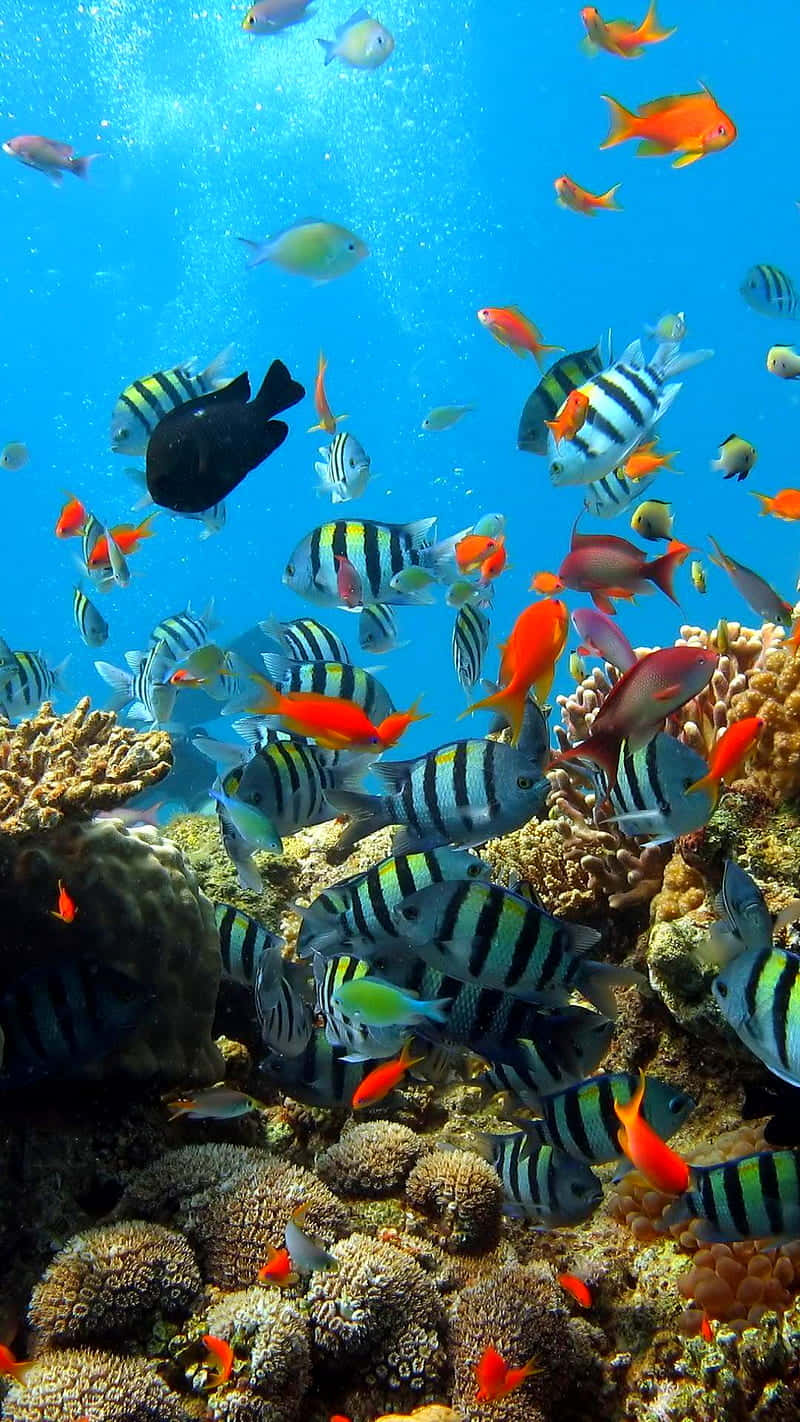 Aquarium iPhone, tropical fish, coral reefs, HD Phone Wallpaper