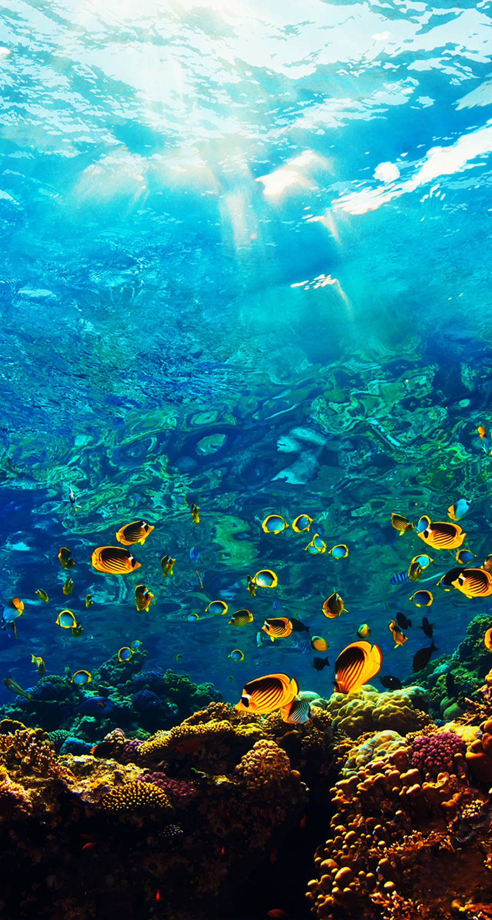 Ocean iPhone, turquoise water, vibrant coral reefs, HD Phone Wallpaper