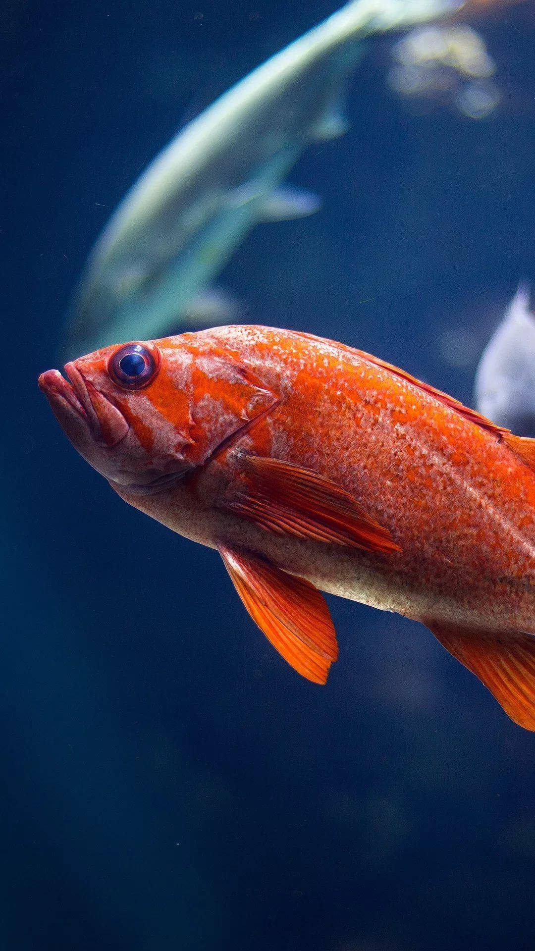 fish, orange, blue eye, Full HD Phone Wallpaper