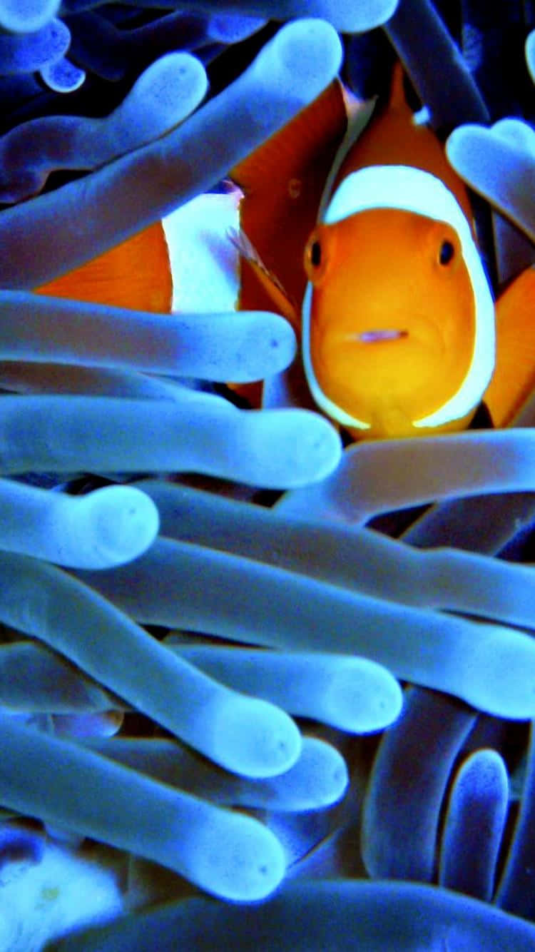 clown fish, blue anemone, orange clownfish, HD Phone Wallpaper