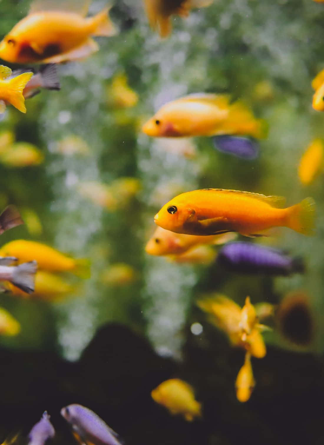 Aquarium iPhone, yellow, purple, HD Phone Wallpaper