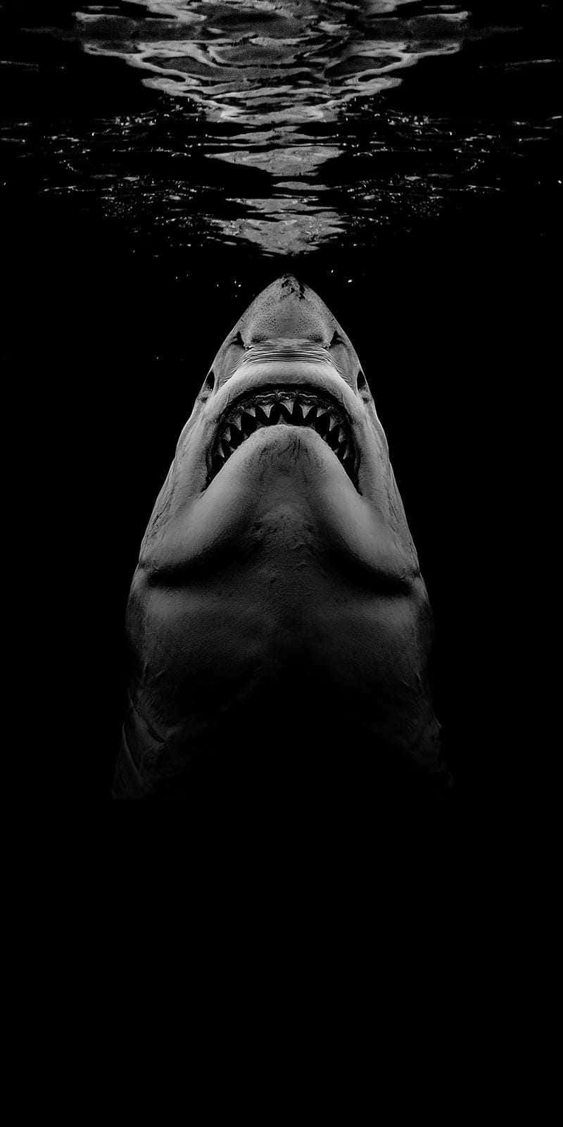 shark, iPhone, pitch black water, HD Phone Wallpaper