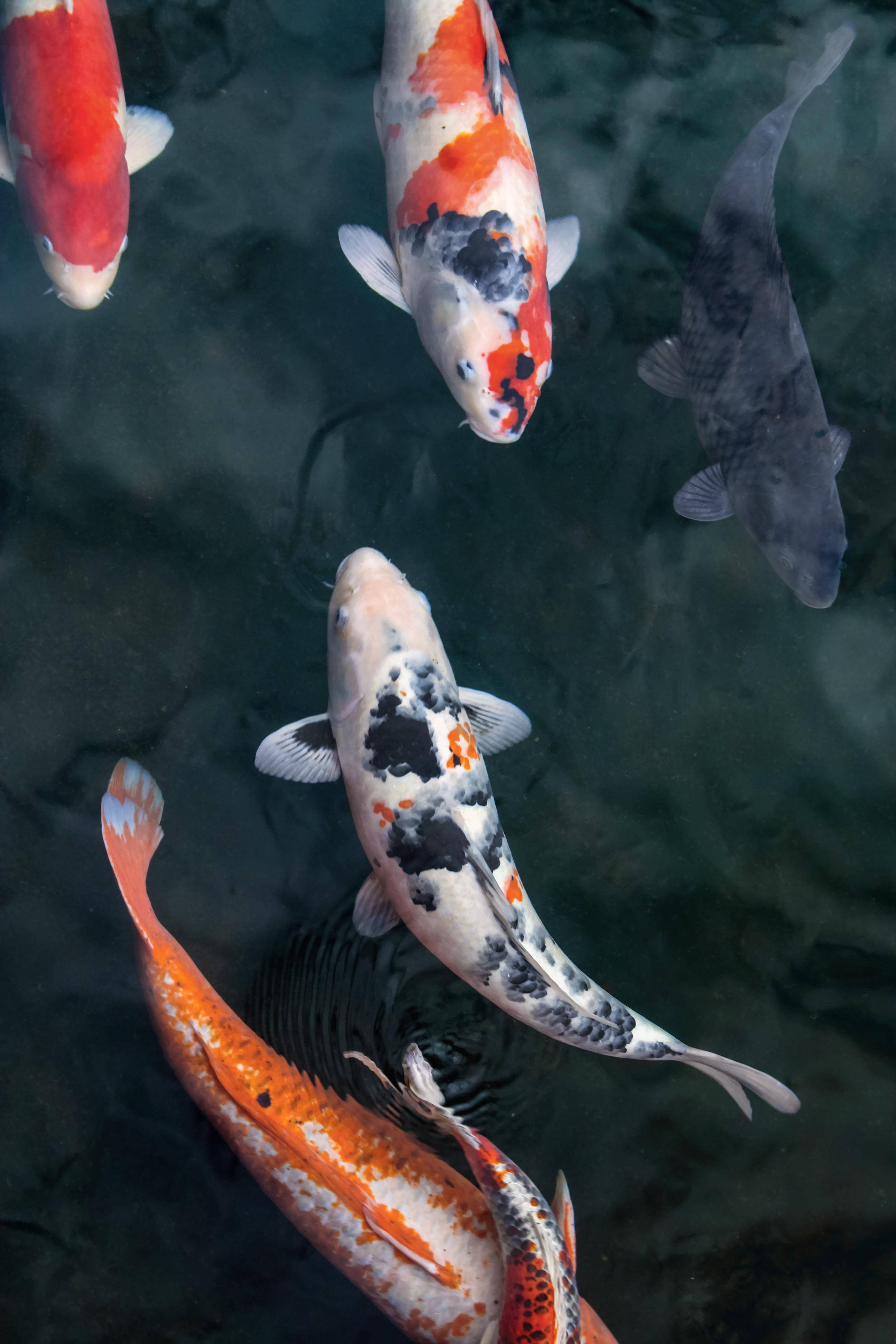 koi fish, pond, top-down view, 4K Phone Wallpaper