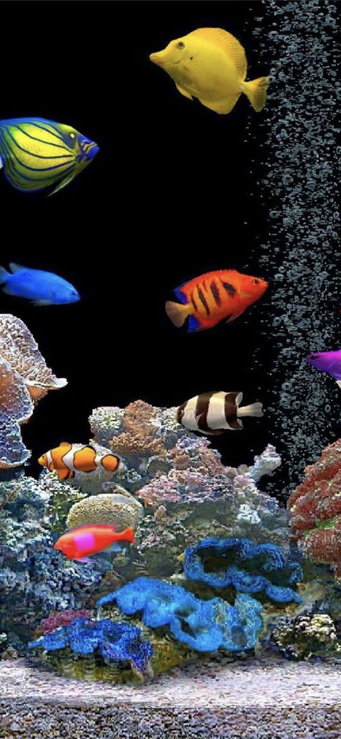 Aquarium iPhone, tropical fish, colorful coral reefs, Full HD Phone Wallpaper