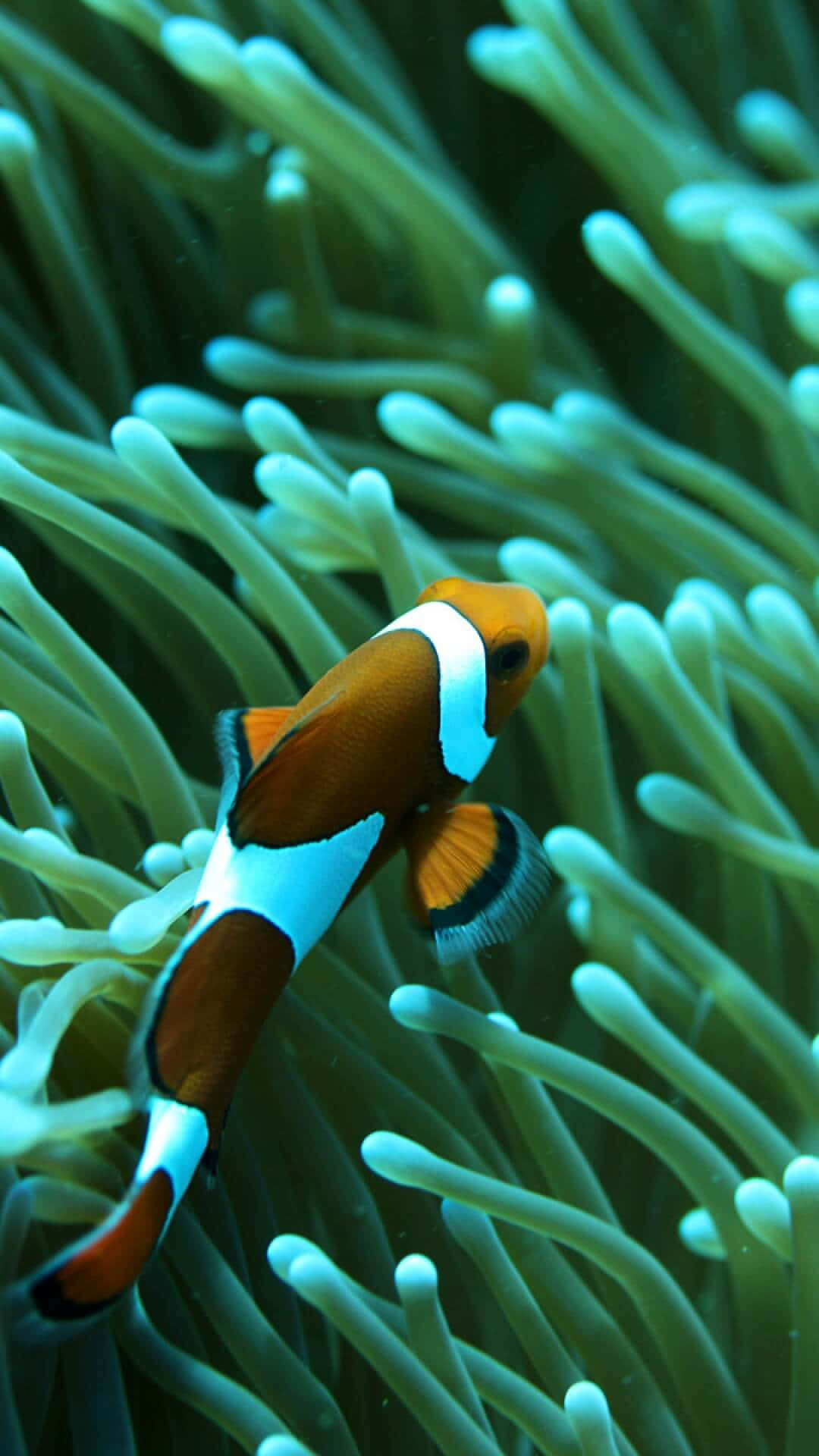 clown fish, orange and white, green sea anemone, Full HD Phone Wallpaper