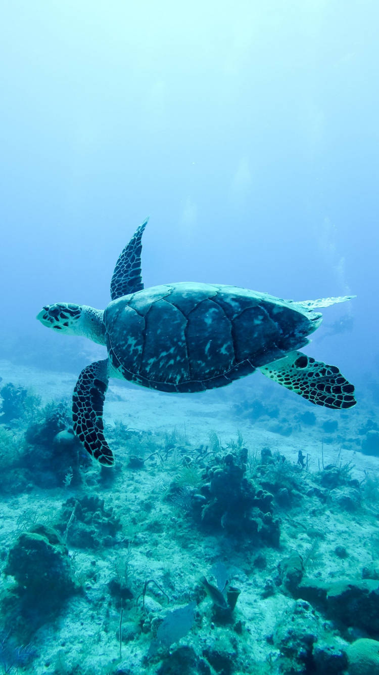hawksbill sea turtle, sunlit coral reef, clear turquoise waters, HD Phone Wallpaper