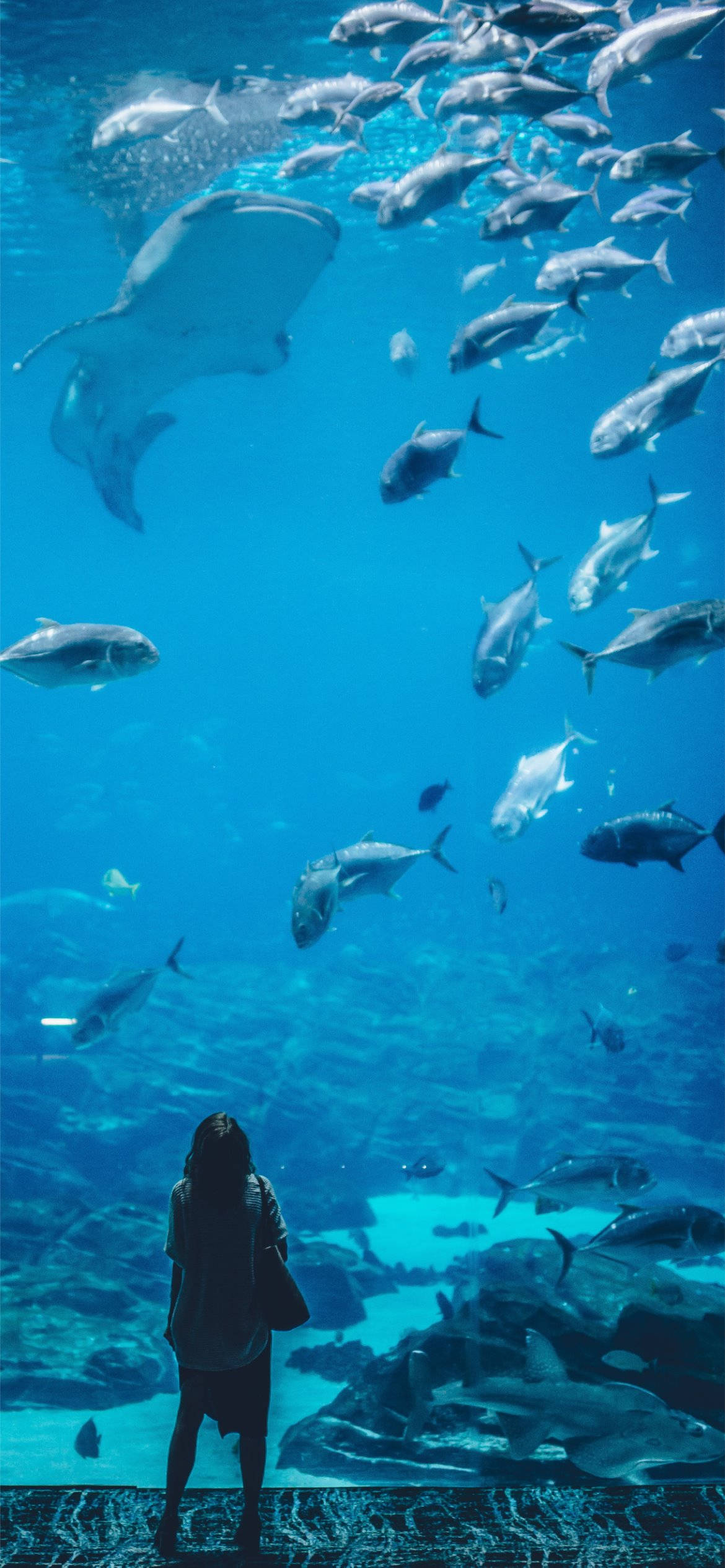 light blue phone, aquarium, sharks, Full HD Phone Wallpaper