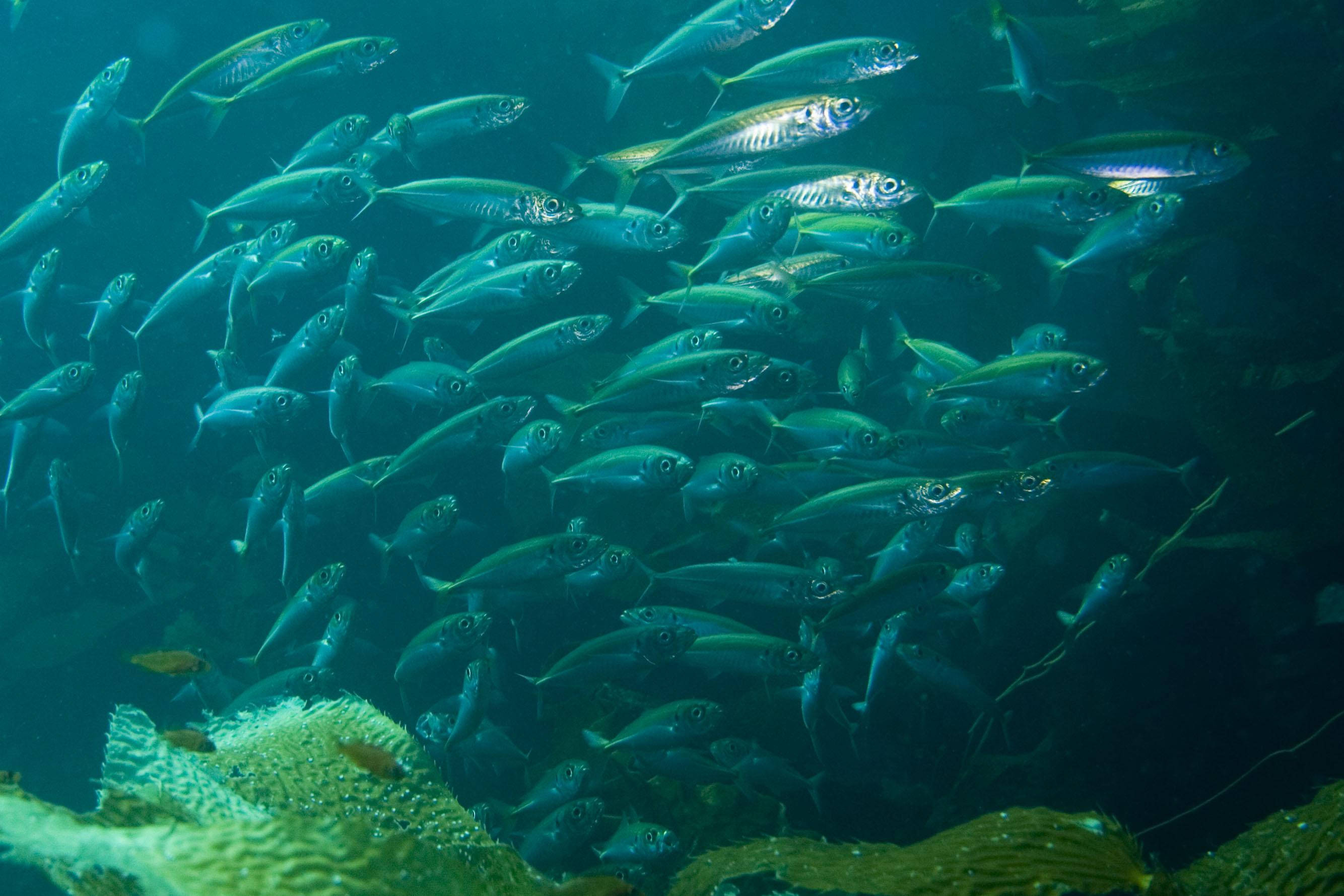 school of mackerel fishes, silver fish, deep blue ocean waters, 2K Desktop Wallpaper