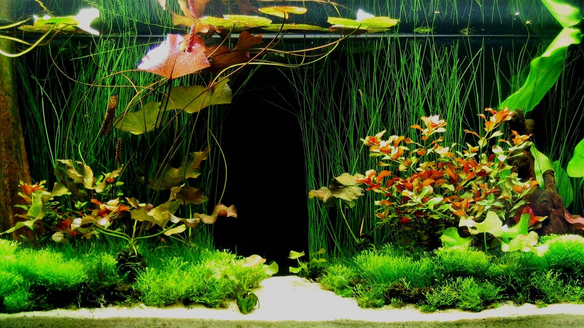 green aquarium plants, vibrant green moss, colorful aquatic plants, Full HD Desktop Wallpaper