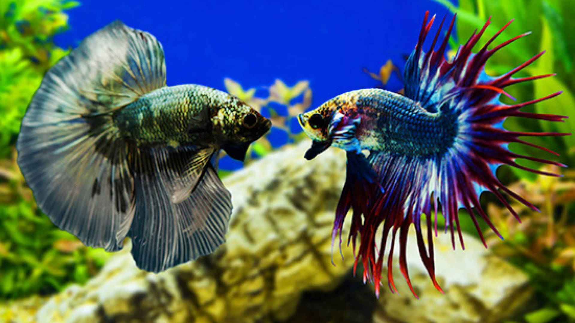betta fish, aquarium, vivid fins, Full HD Desktop Wallpaper