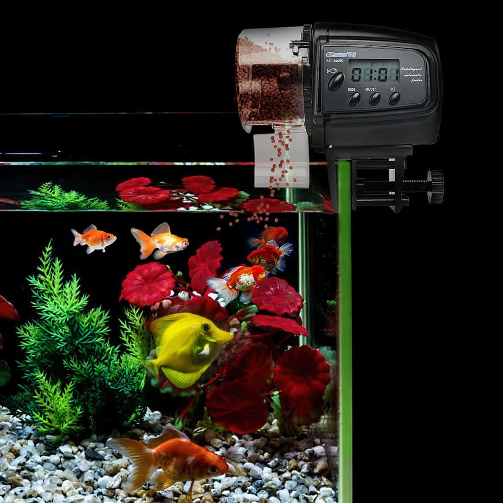 automatic feeder, red pellets, vibrant aquarium, SD Desktop Wallpaper