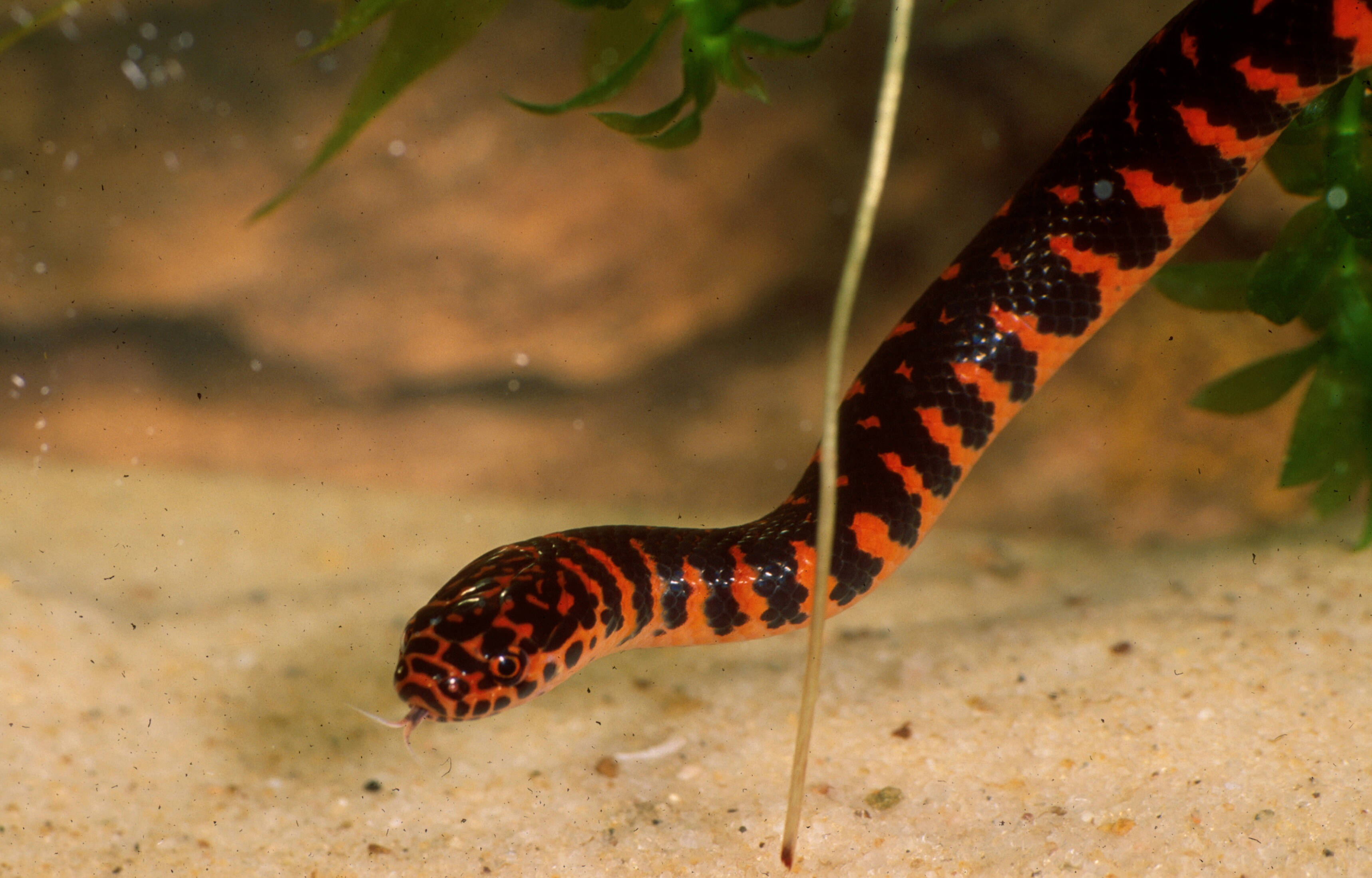 mud snake, aquarium, vibrant red and black, 2K Desktop Wallpaper