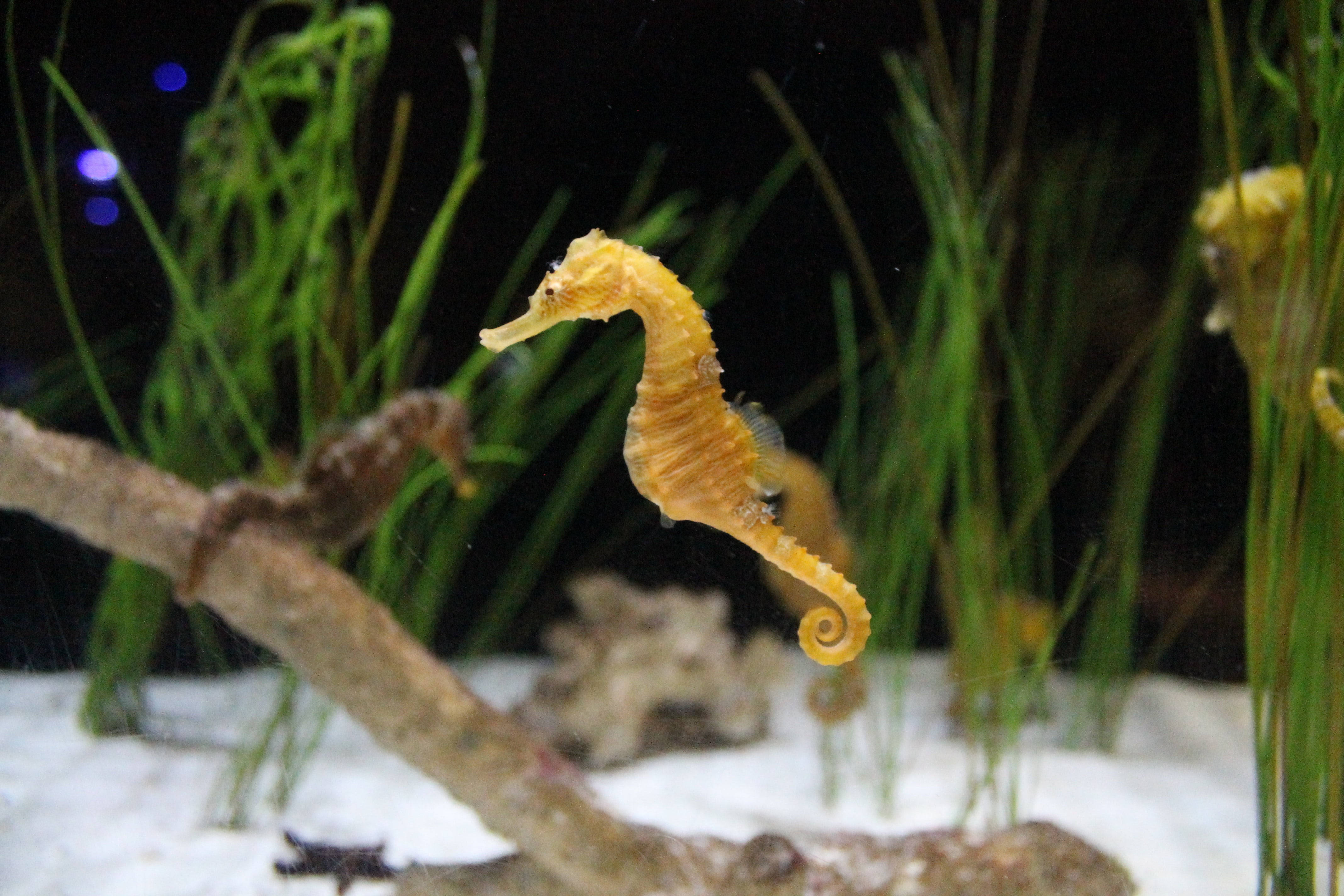 golden seahorse, aquarium, green grasses, 4K Desktop Wallpaper