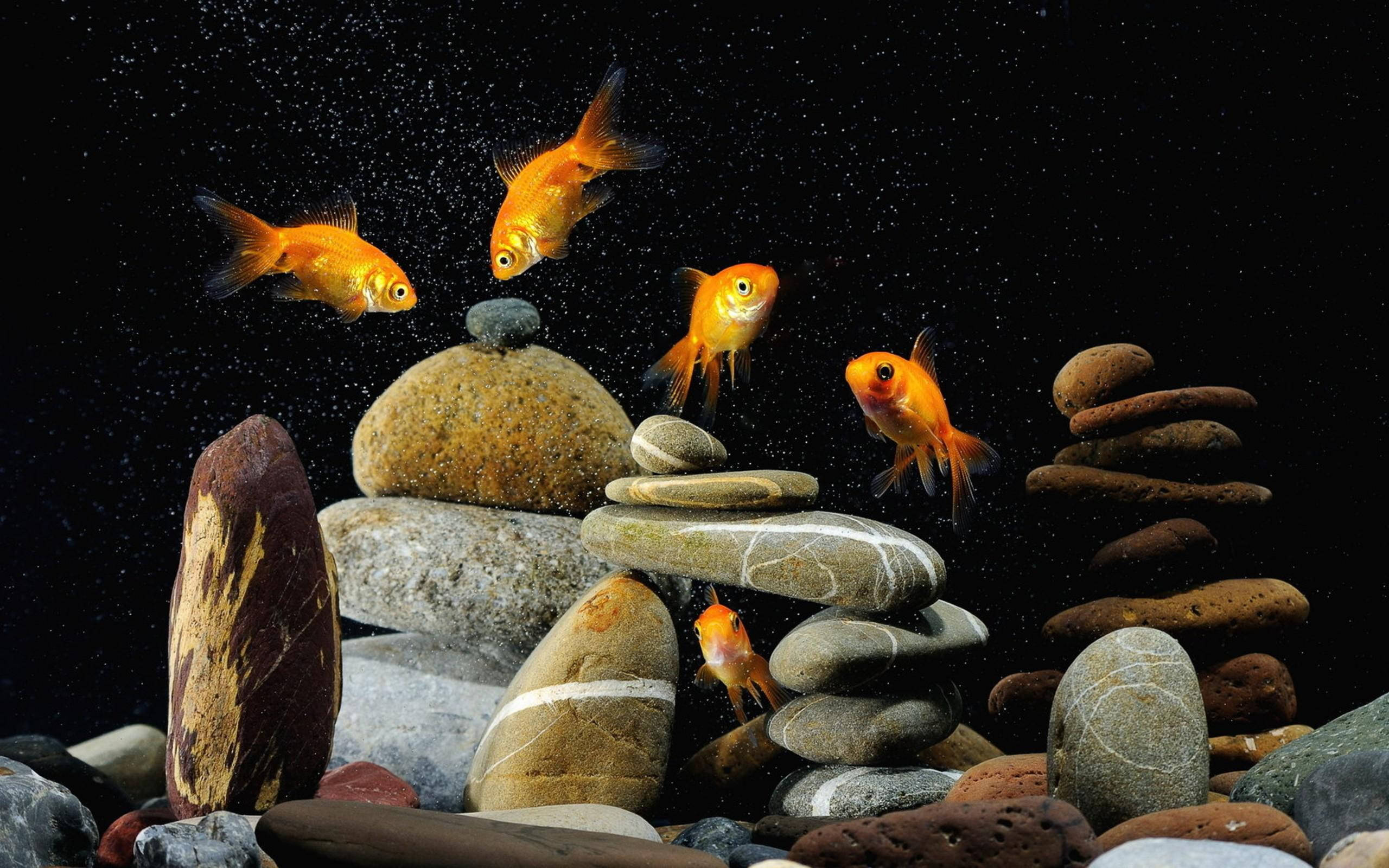 aquarium rocks, goldfish, vibrant orange, 2K Desktop Wallpaper
